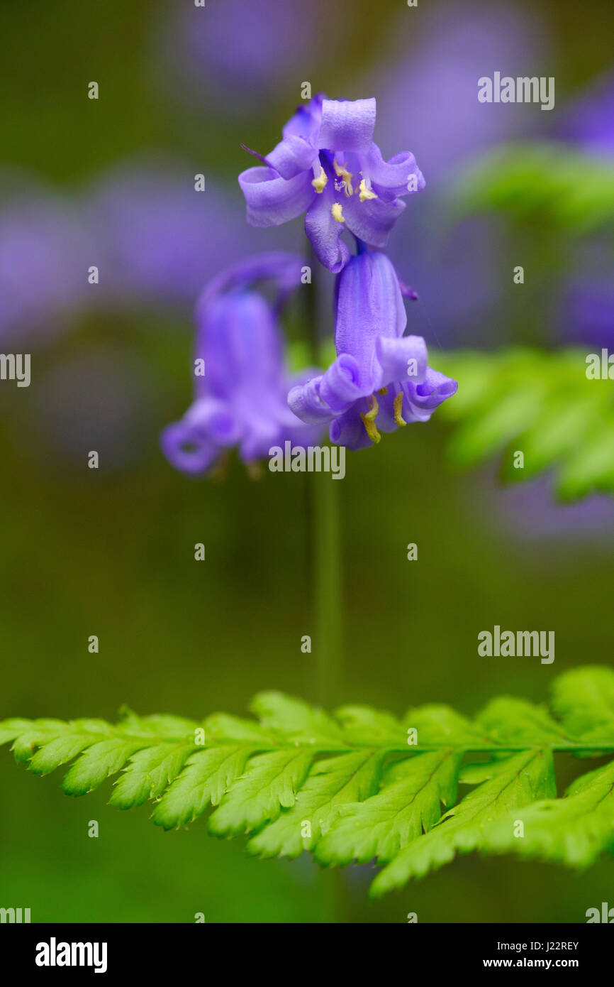 Eine Sngle Bluebell Pflanze, Hyacinthoides non-Scripta, Nahaufnahme Schuss unter Wald Farne Stockfoto