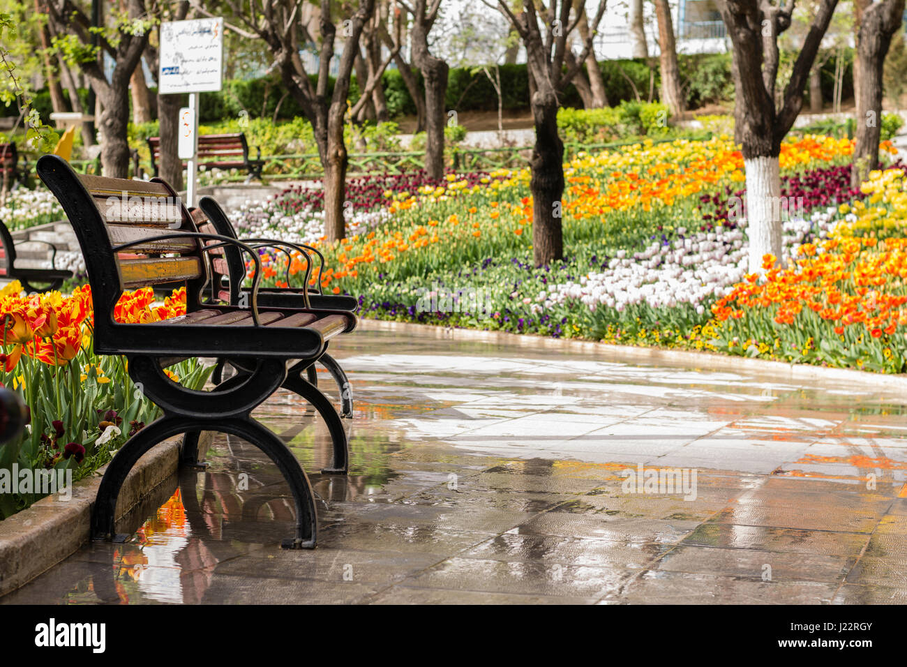 Leere Bänke im Park, Rückseite mit schönen Frühling Zeit Tulpen, voller Farben bedeckt. Stockfoto