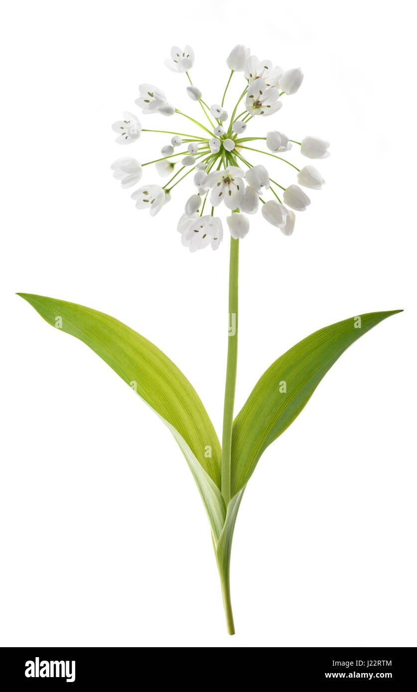 Bärlauch Pflanze isoliert auf weißem Hintergrund Stockfoto