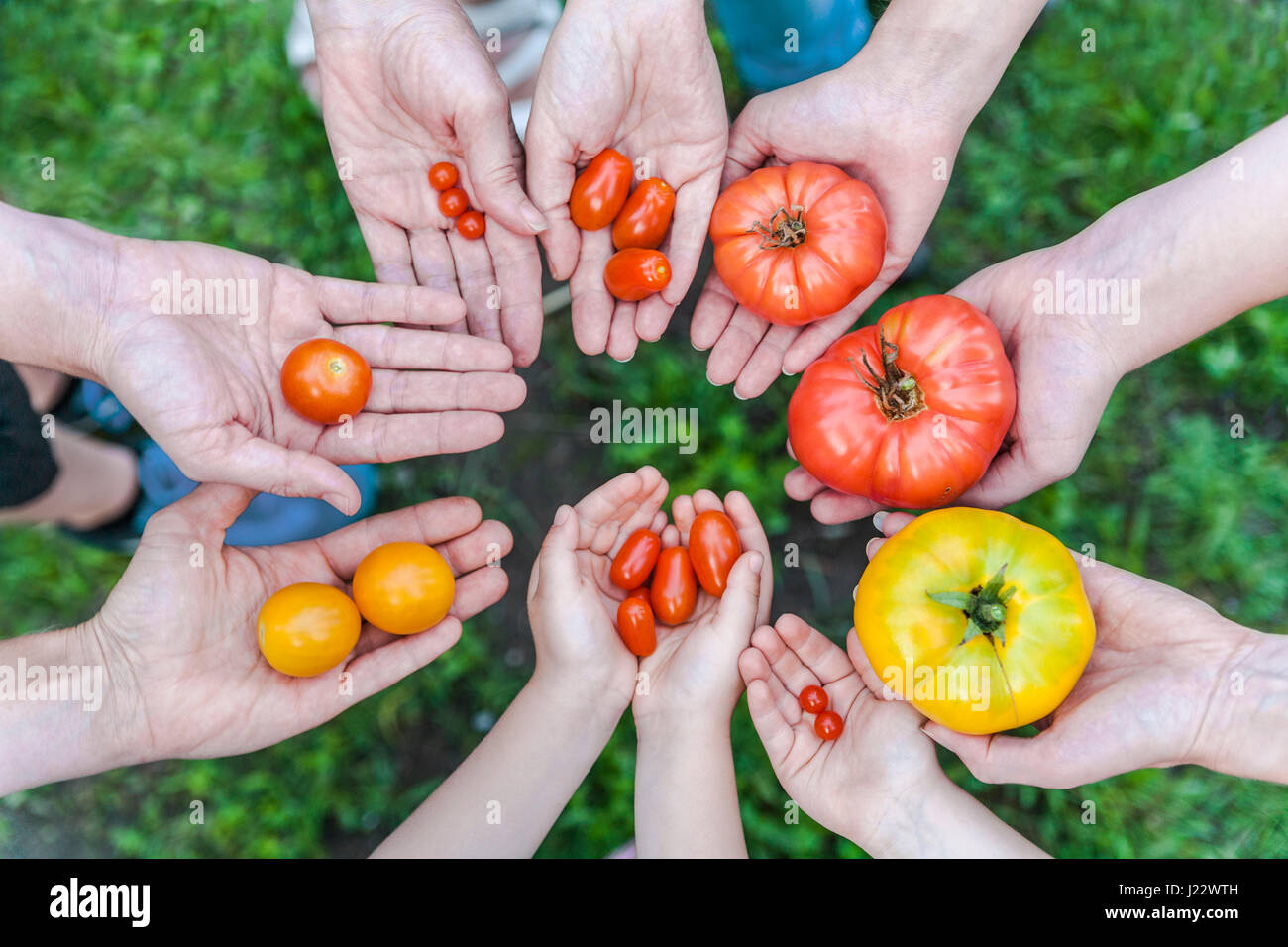 Hände von fünf Menschen mit verschiedenen Arten von Tomaten Stockfoto