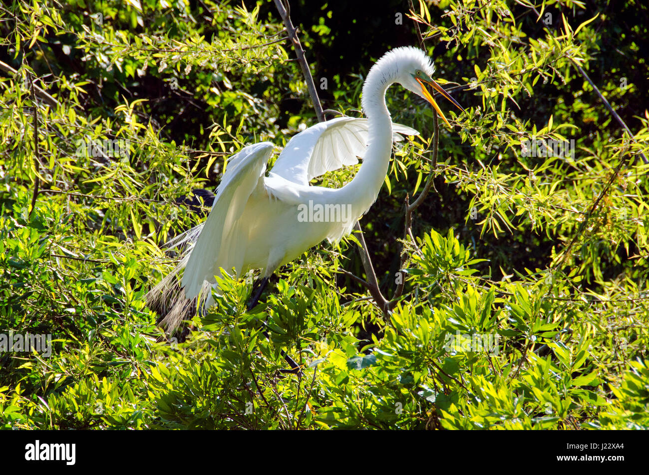 Silberreiher jagt Weg Eindringling in der Nähe von seinem Nest in Rookery auf Hilton Head Island, South Carolina. Stockfoto