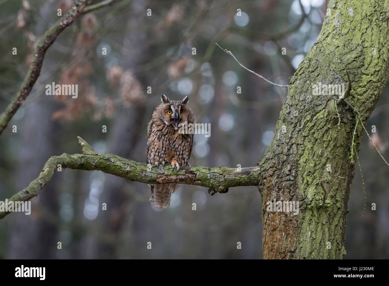 Waldohreule, Asio Otus in Wald Stockfoto