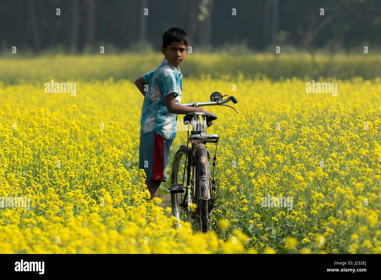 Ein ländlicher junge hält ein Fahrrad im Feld Senf Jessore, Bangladesch. Stockfoto