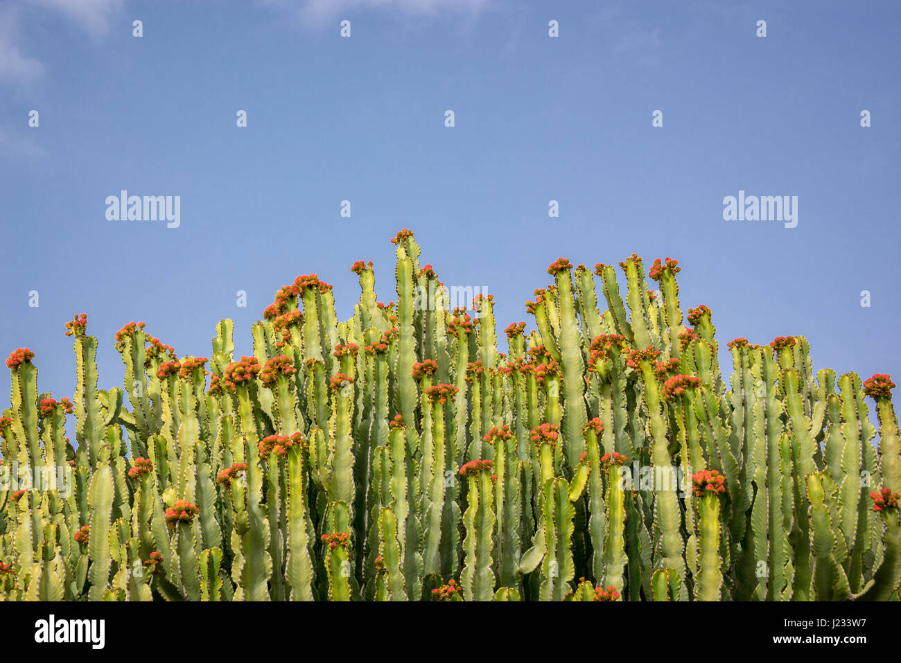 Abstrakte künstlerische Blick auf Euphorbia Kandelaber, eine gigantische Sukkulente Stockfoto
