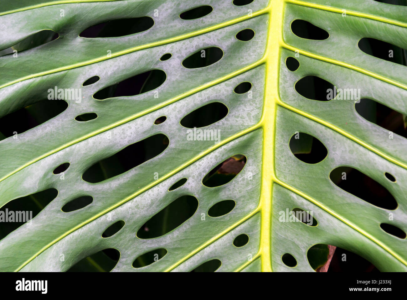 Abstrakt, Hintergrund, Nahaufnahme von einem grünen tropischen Pflanze Blatt Stockfoto