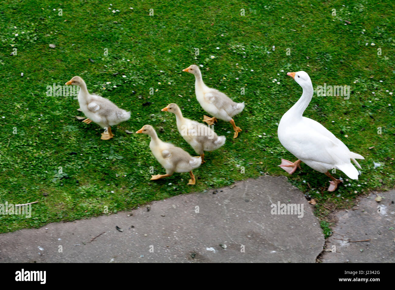 Eine weiße Gans und vier Gänsel Stockfoto