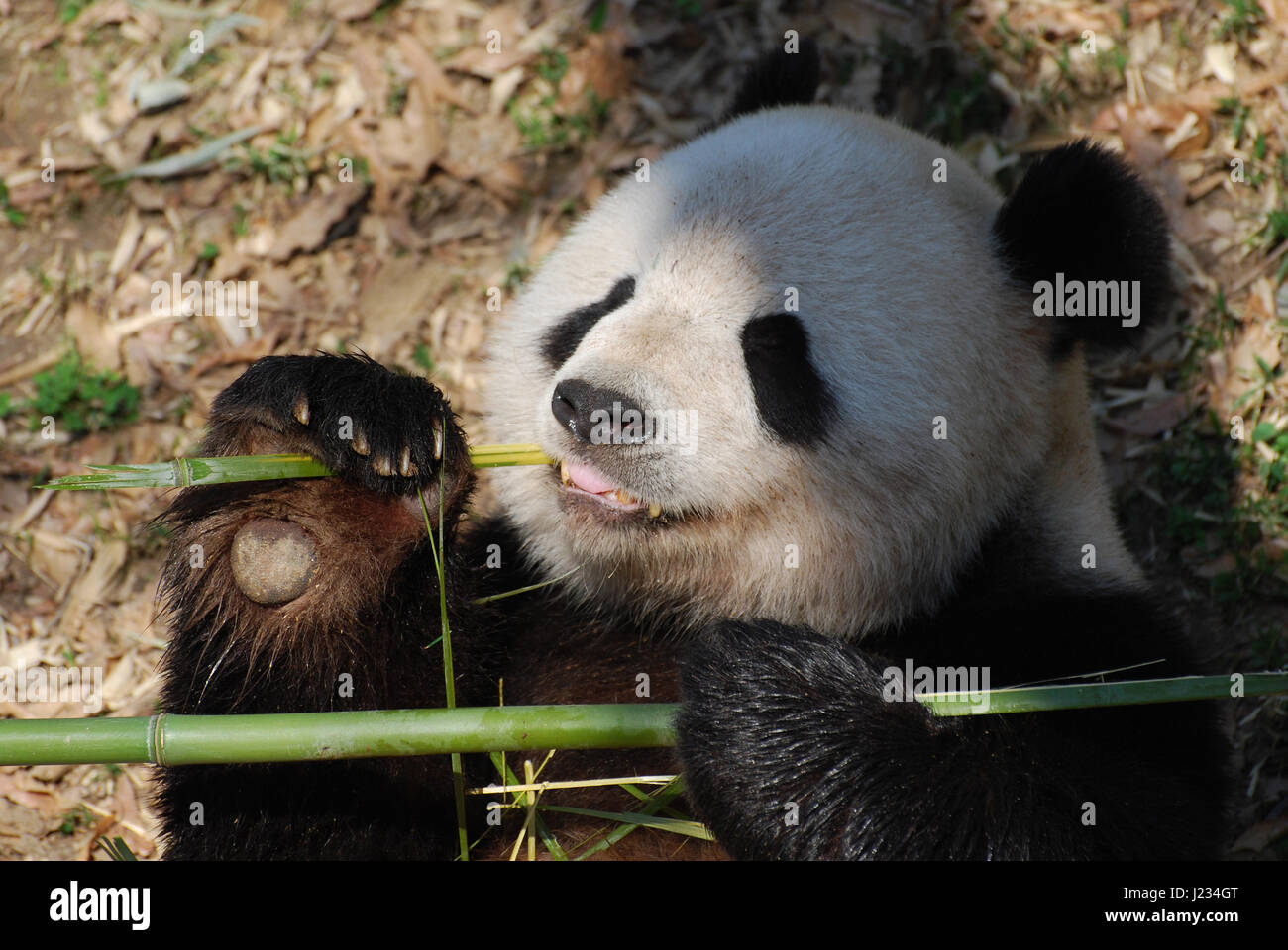 Giant Panda Br, Bambus in seiner Pfote zu halten, whrend er isst  Stockfotografie - Alamy