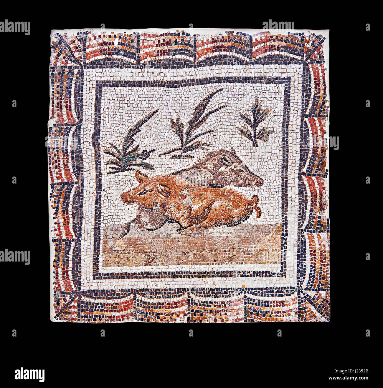 unten Sie 3. Jahrhundert römisches Mosaik-Panel von einem Eber und eine Sau liegen. Von Thysdrus (El Jem), Tunesien.  Das Bardo Museum, Tunis, Tunesien. Schwarzem Hintergrund Stockfoto