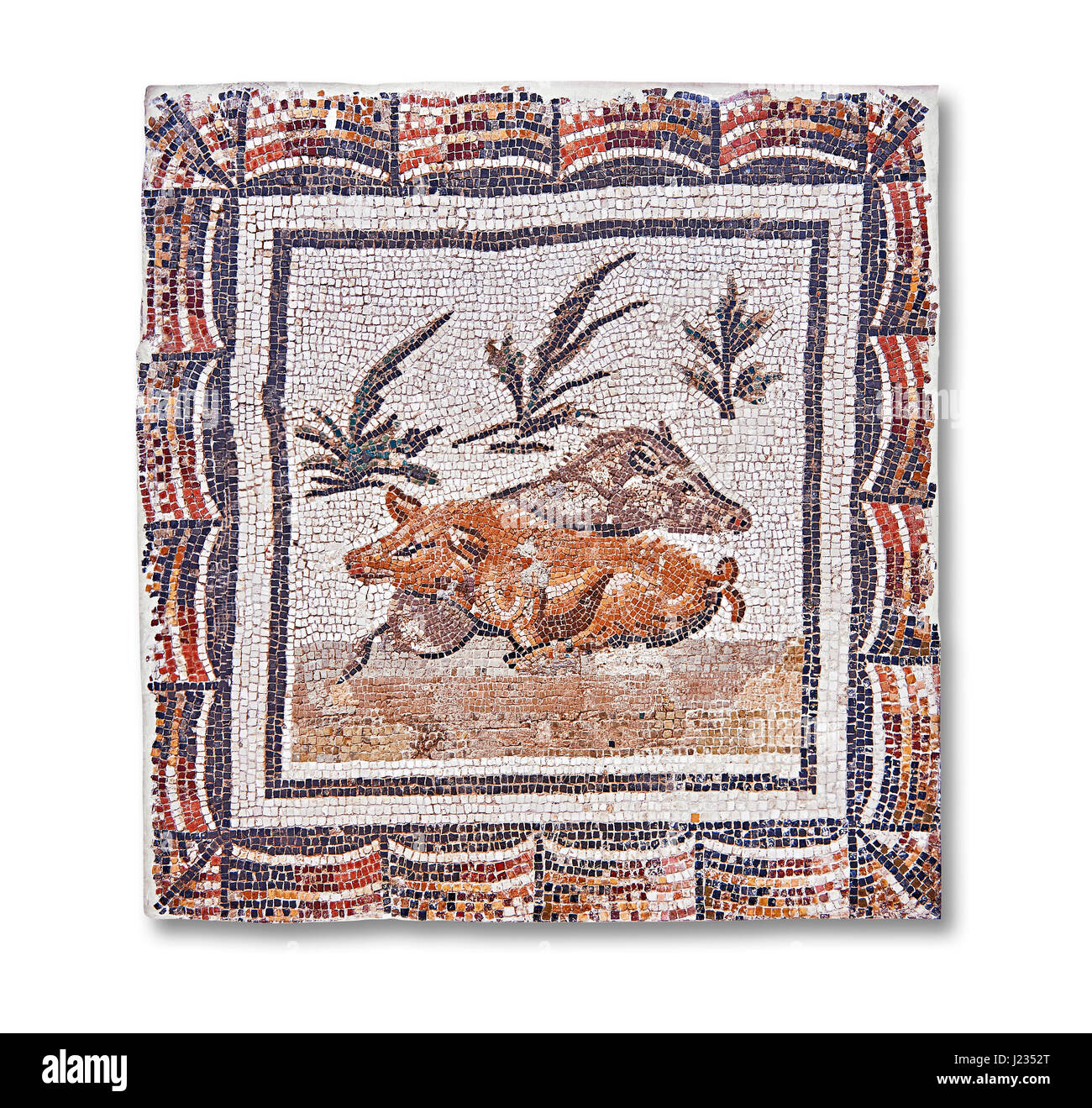unten Sie 3. Jahrhundert römisches Mosaik-Panel von einem Eber und eine Sau liegen. Von Thysdrus (El Jem), Tunesien.  Das Bardo Museum, Tunis, Tunesien.  Weißem Hintergrund Stockfoto