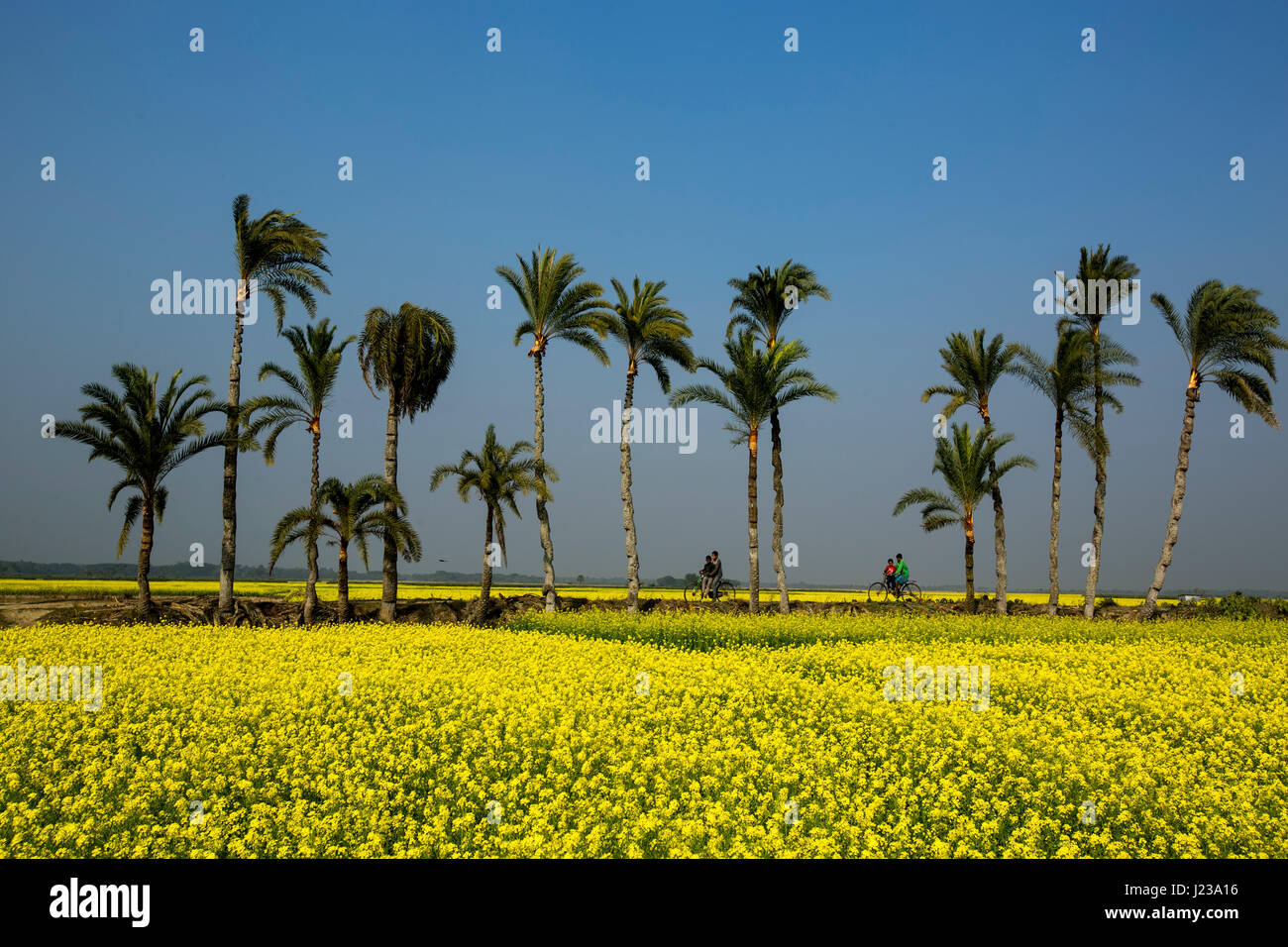 Dattelpalmen sowie Senf Feld in Jessore, Bangladesch. Stockfoto