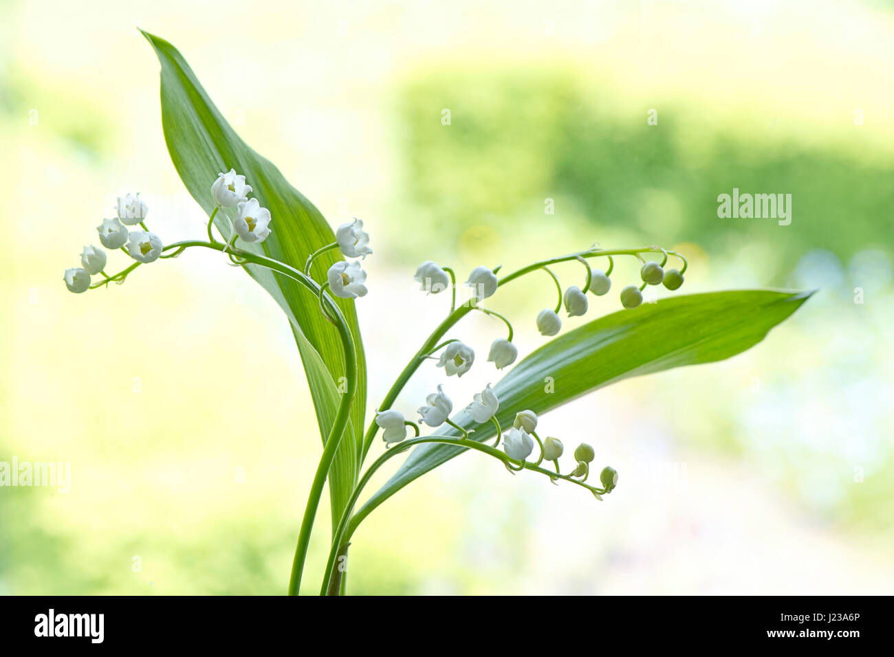 Nahaufnahme der zart, Frühling blühenden Maiglöckchen glockenförmigen Blüten auch bekannt als Convallariaarten Majalis. Stockfoto