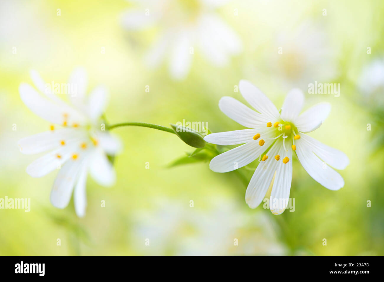 Nahaufnahme, hohe Schlüsselbild der zarten, weißen, Frühling Blüte größer Stitchwort Wildblumen auch bekannt als Stellaria Holostea oder Addersmeat. Stockfoto
