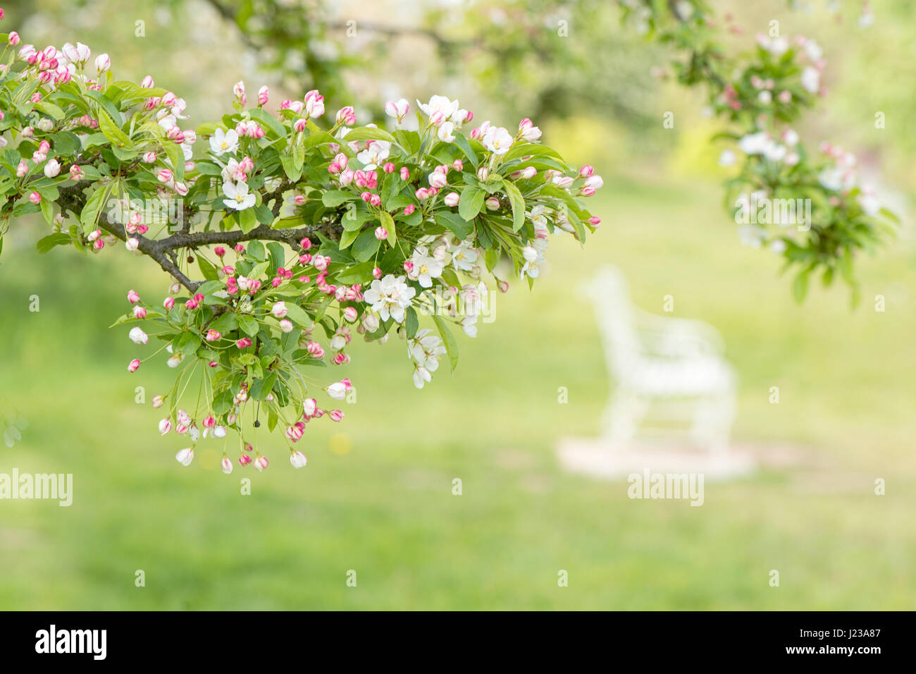 Nahaufnahme Bild der feinen, weißen und rosa Apfelblüten mit einer weißen Bank im Hintergrund. Stockfoto