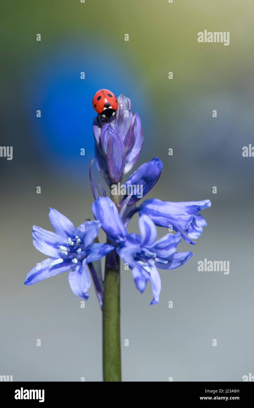 Nahaufnahme des einzigen 7-Punkt Marienkäfer - Coccinella Septempunctata ruht auf Frühling, Bluebell Blumen. Stockfoto