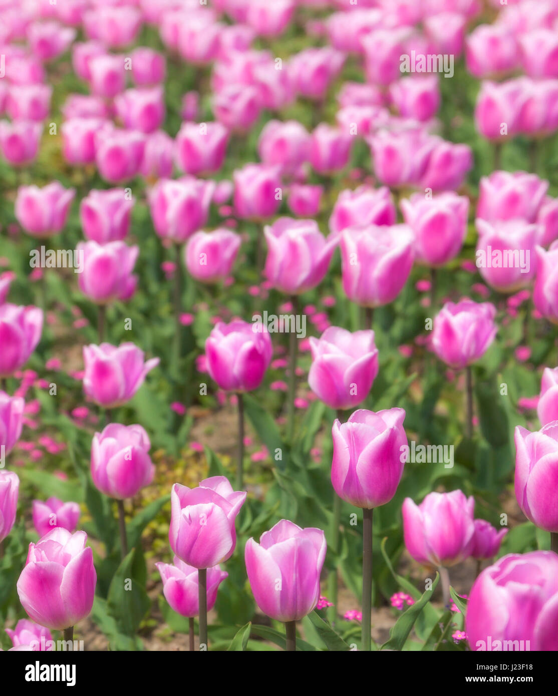 Rosa Tulpen, Tulipa Synaeda Amor. Stockfoto