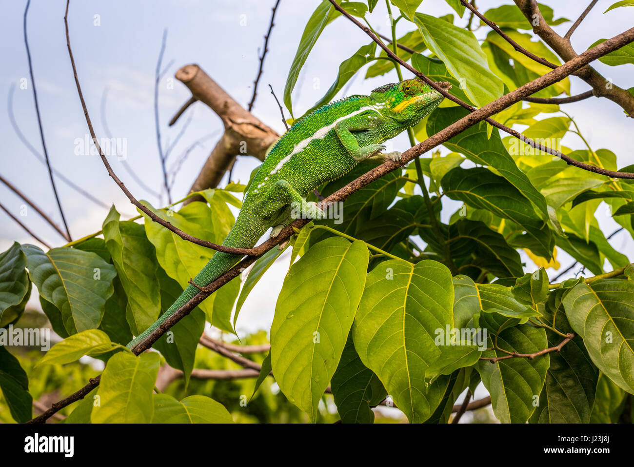 Chamäleon sitzt auf einem Ast Ylang-Ylang-Baum, Insel Nosy Be, Madagaskar Stockfoto