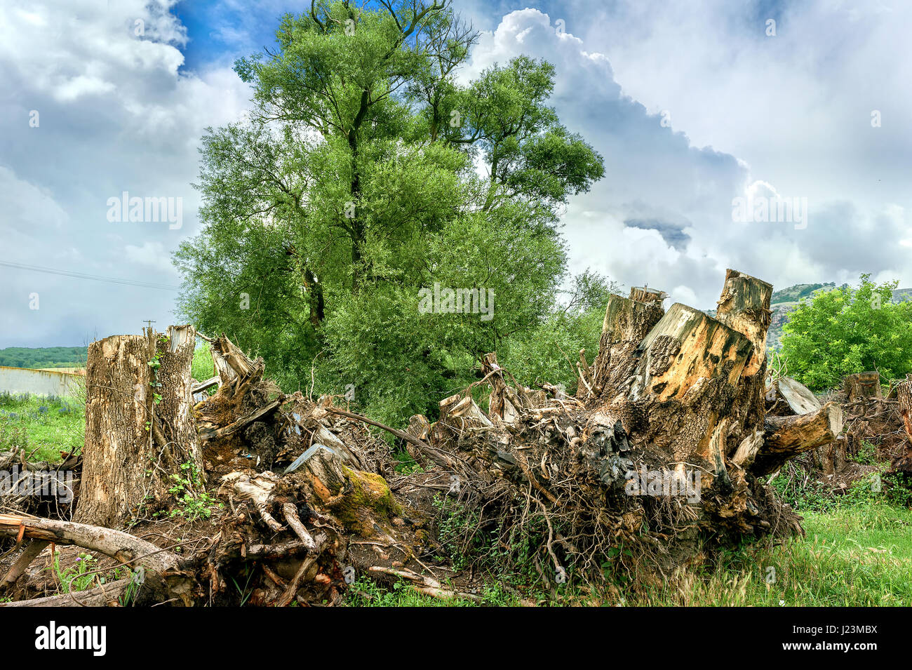 Landschaft mit alten Wurzeln und gesunden grünen Baum. Ökologie-Konzept Stockfoto