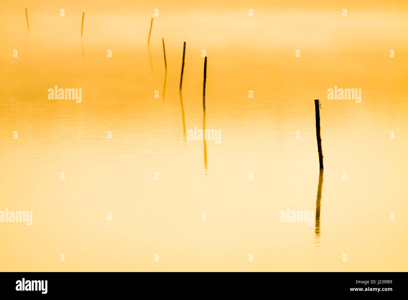 Pfählen in den See am Morgennebel und Sonne Strahlen. Stockfoto