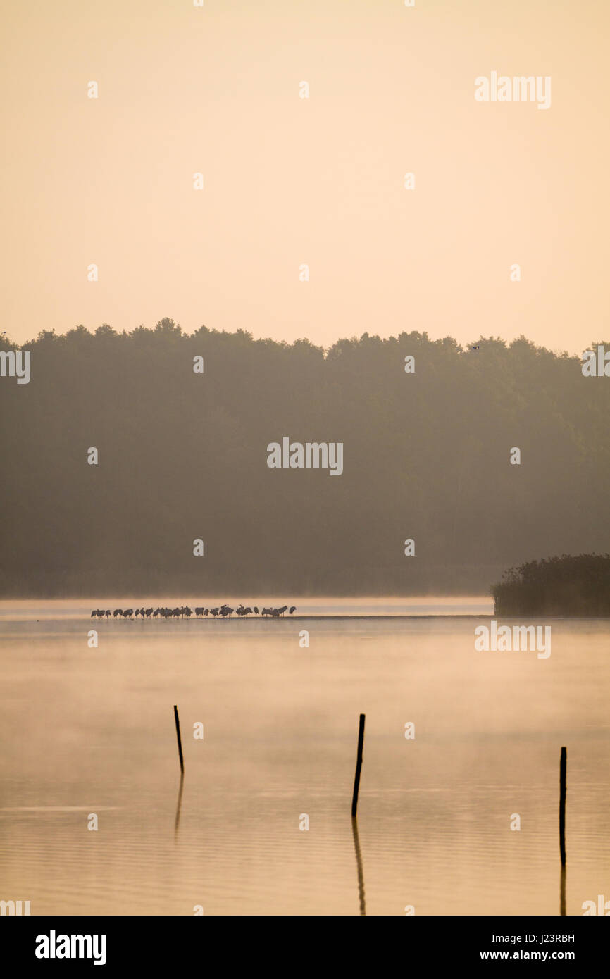 Pfählen in den See am Morgennebel und Sonne Strahlen. Stockfoto