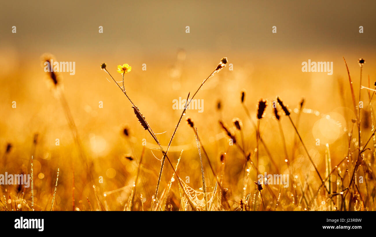 Kleine Wiesenblumen mit Wasser fällt in Morgensonne Strahlen. Stockfoto