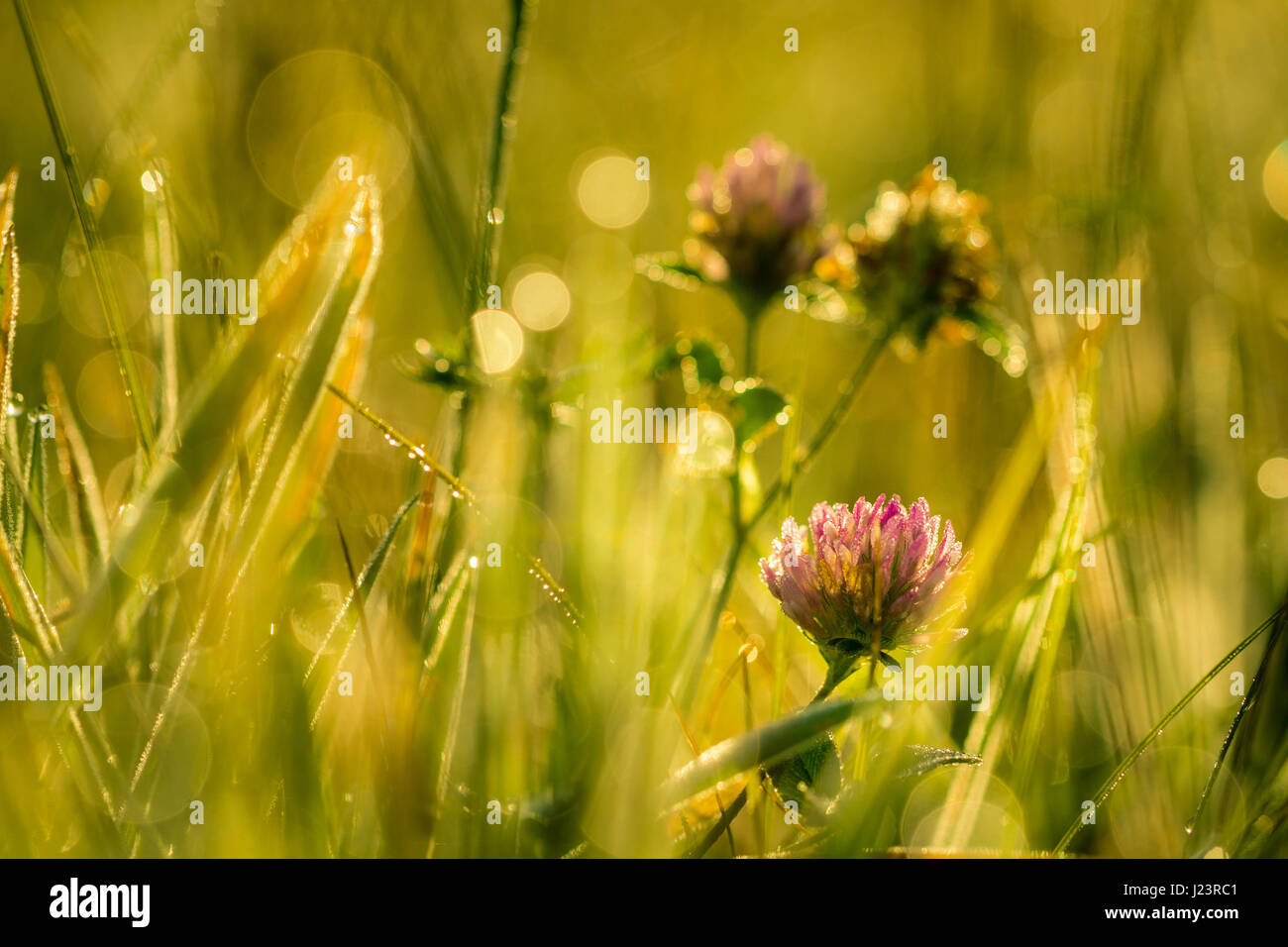 Kleine Wiesenblumen mit Wasser fällt in Morgensonne Strahlen. Stockfoto