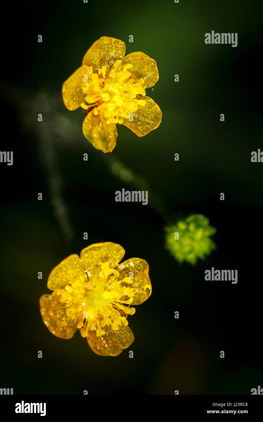 Kleine Wiesenblumen mit Wasser fällt in Morgensonne Strahlen. Stockfoto