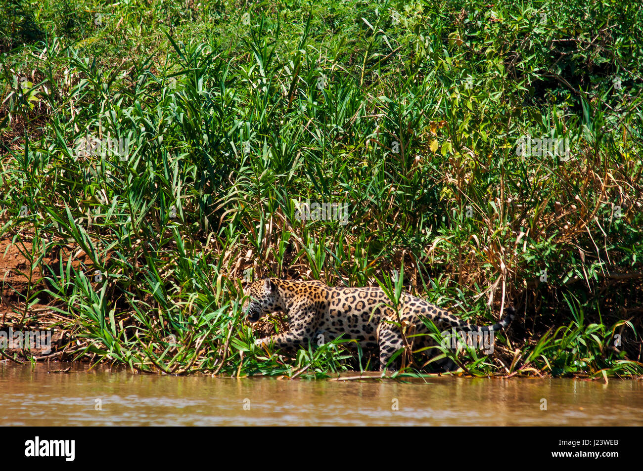 Jaguar-Jagd für Alligatoren auf Três Irmãos Fluss. Dies ist der größte Fleischfresser in Südamerika im Pantanal von Mato Grosso, Brasilien Stockfoto