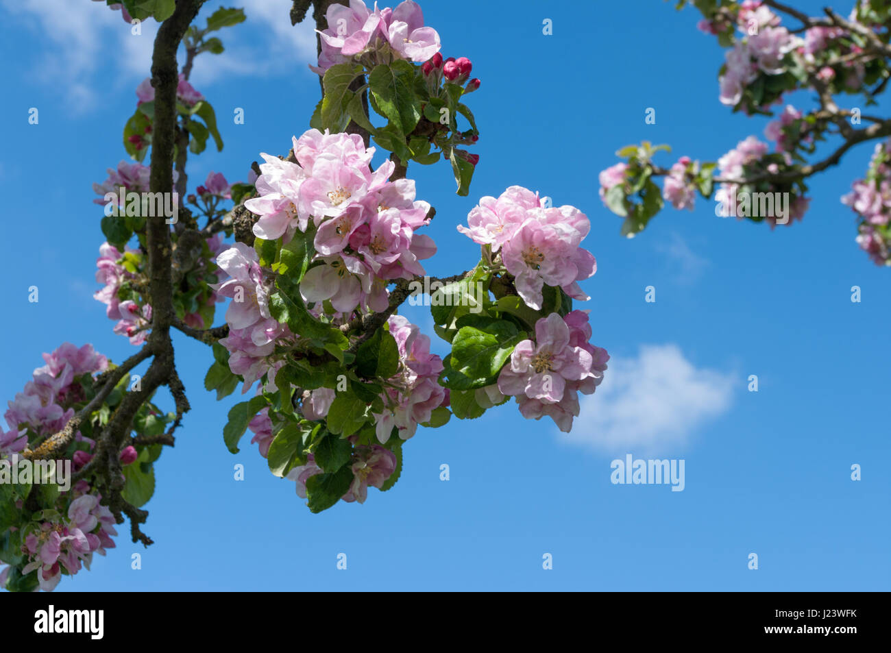 Rosa Apfelblüten auf dem Apfelbaum mit einer Biene in eine der Blumen wachsen. Wissenschaftlicher Name Malus Pumila. Stockfoto