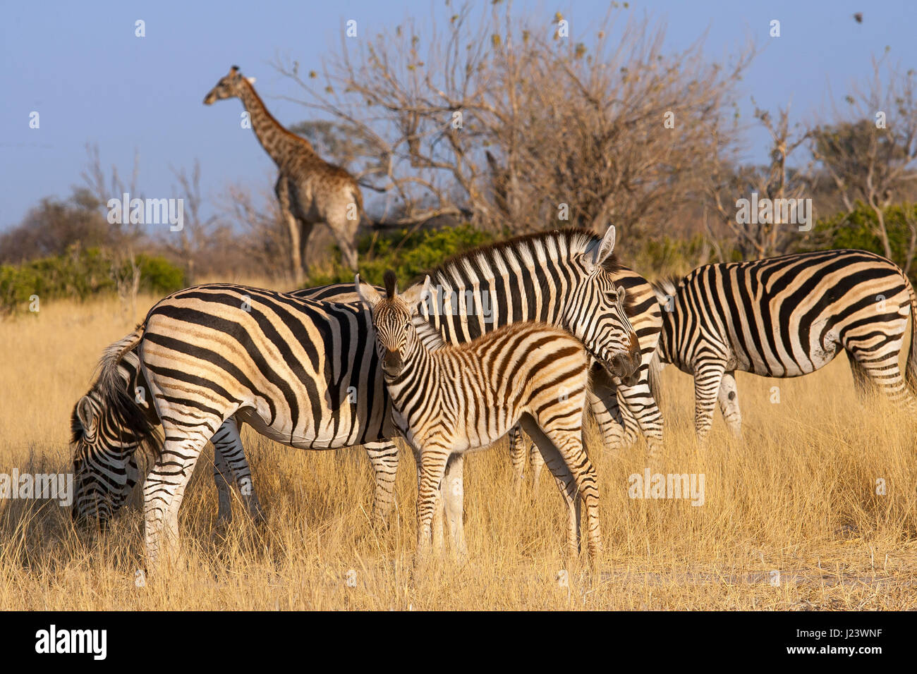 Zebras und Giraffen in Central Kalahari Game Reserve in Botswana Stockfoto