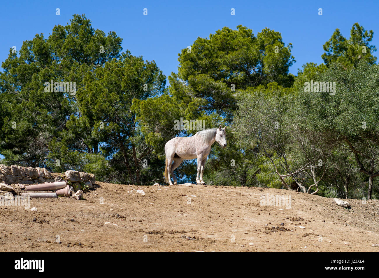 Ein weißes Pferd steht auf einem Hügel Stockfoto