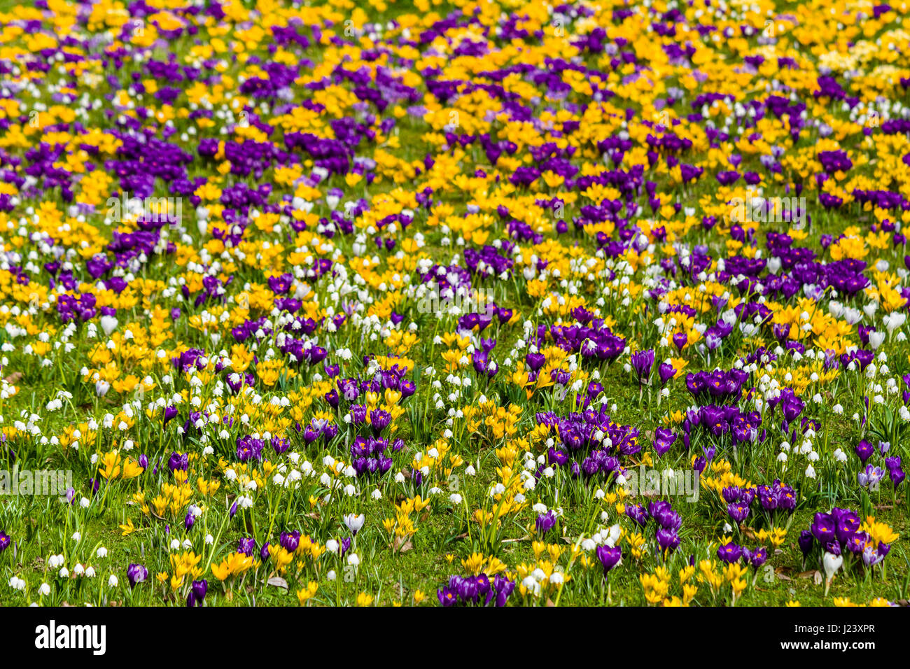 Lila und Gelb Krokusse (Crocus tommasinianus) und weissen Schneeflocken (Leucojum vernum) blühen auf einer Wiese sind Stockfoto