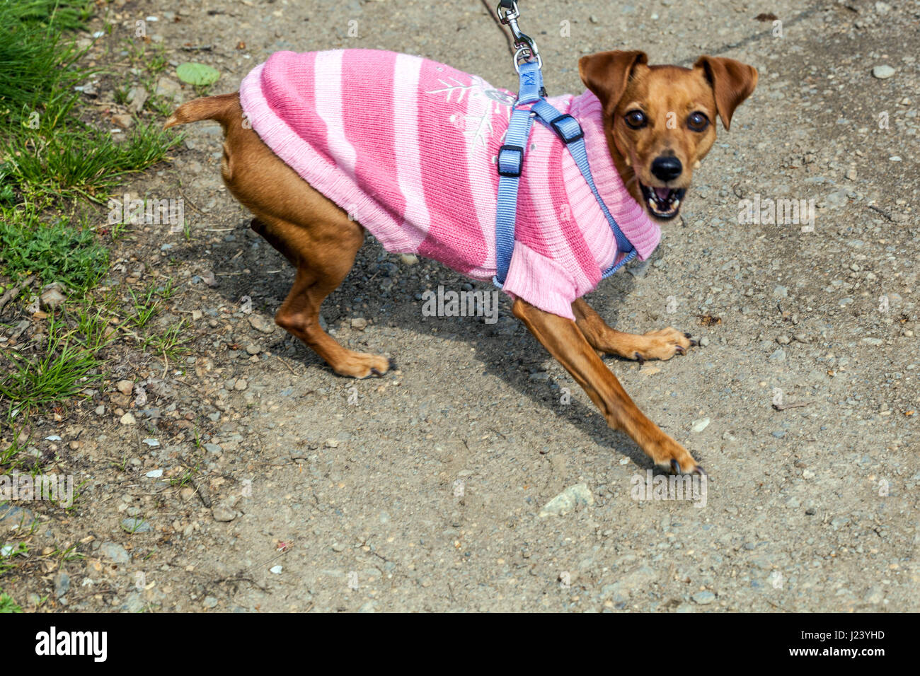 Ein verärgerter Hund an der Leine in einem pinkfarbenen Anzug, der bellt Stockfoto