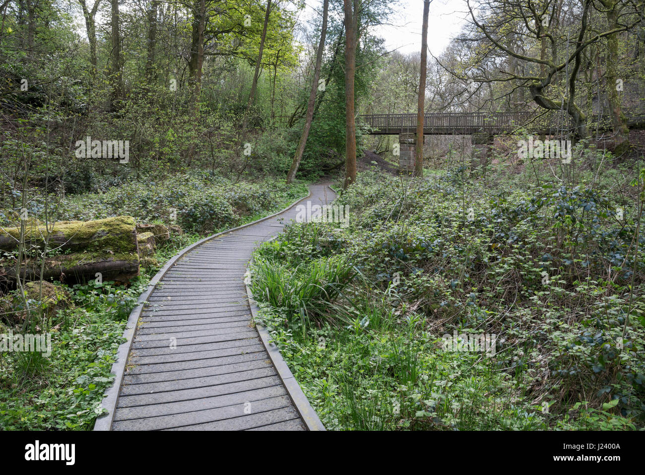 Ein Frühlingstag bei Eastwood Nature reserve, Stalybridge, Greater Manchester, England. Stockfoto