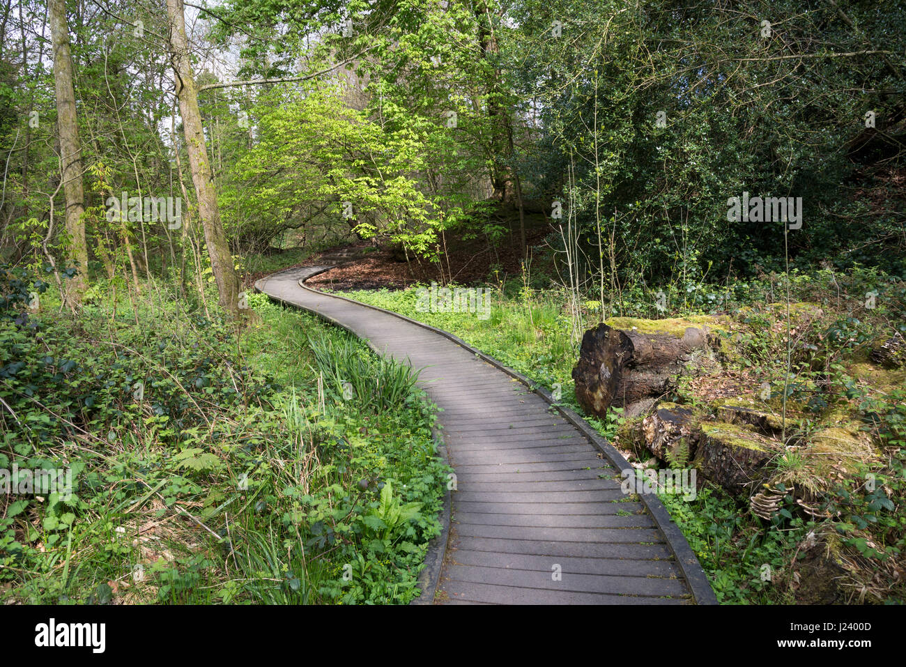 Ein Frühlingstag bei Eastwood Nature reserve, Stalybridge, Greater Manchester, England. Stockfoto