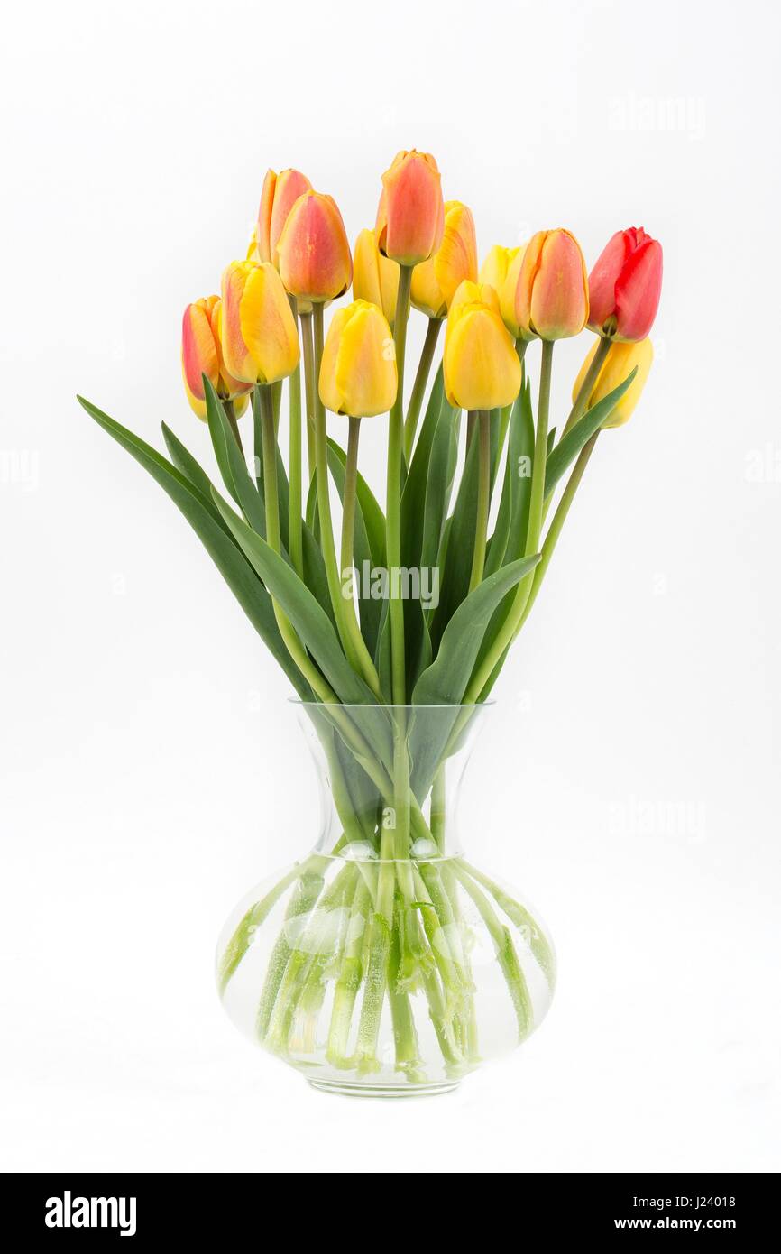 Tulpen auf weißem Hintergrund Stockfoto