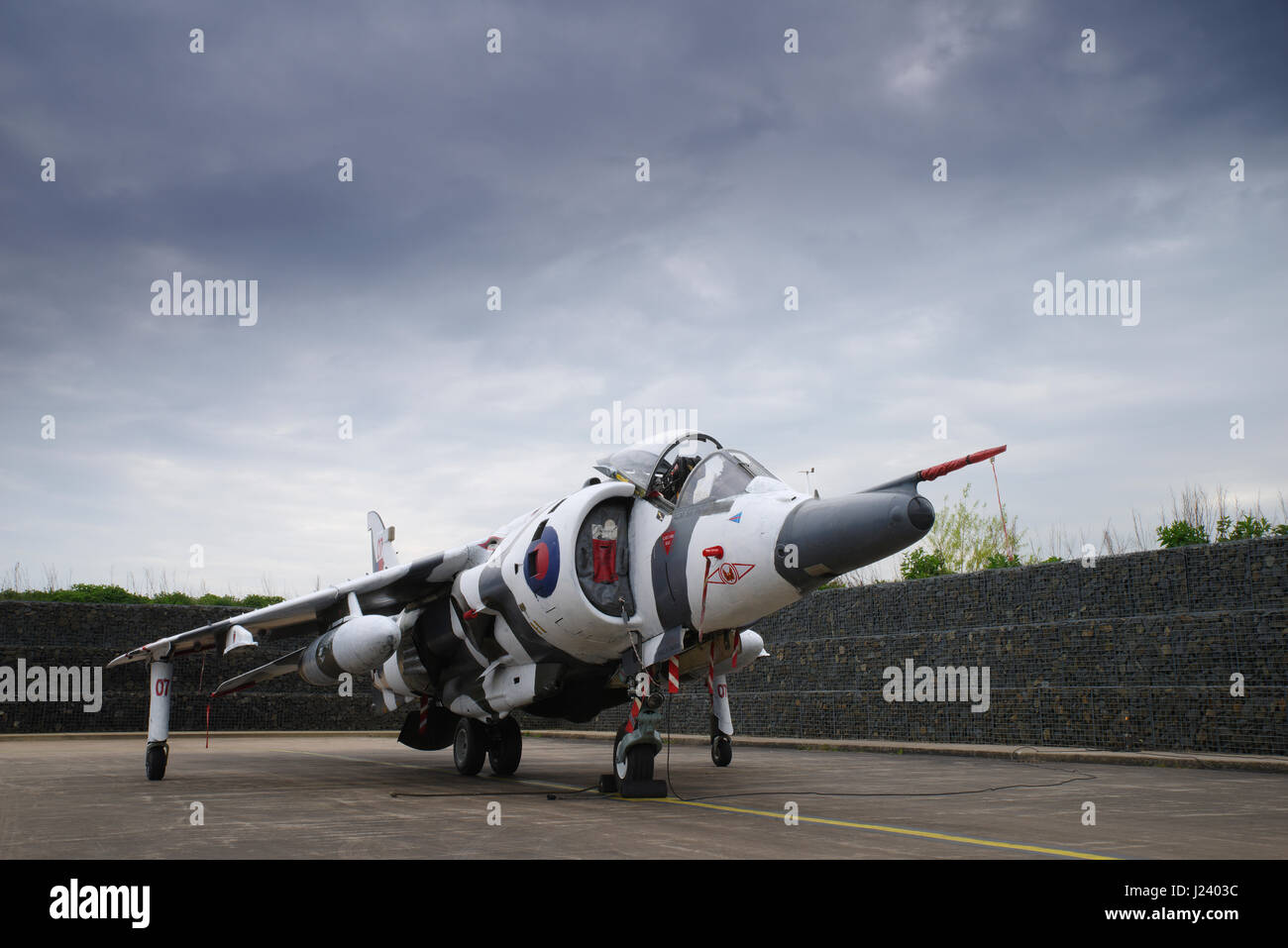 Harrier Stockfoto
