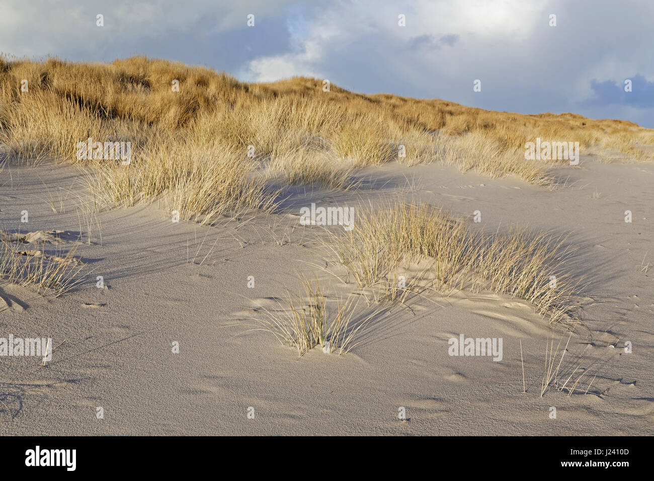 Weiße Düne mit Strandhafer im Westen Strand von Sylt, Schleswig-Holstein, Deutschland Stockfoto