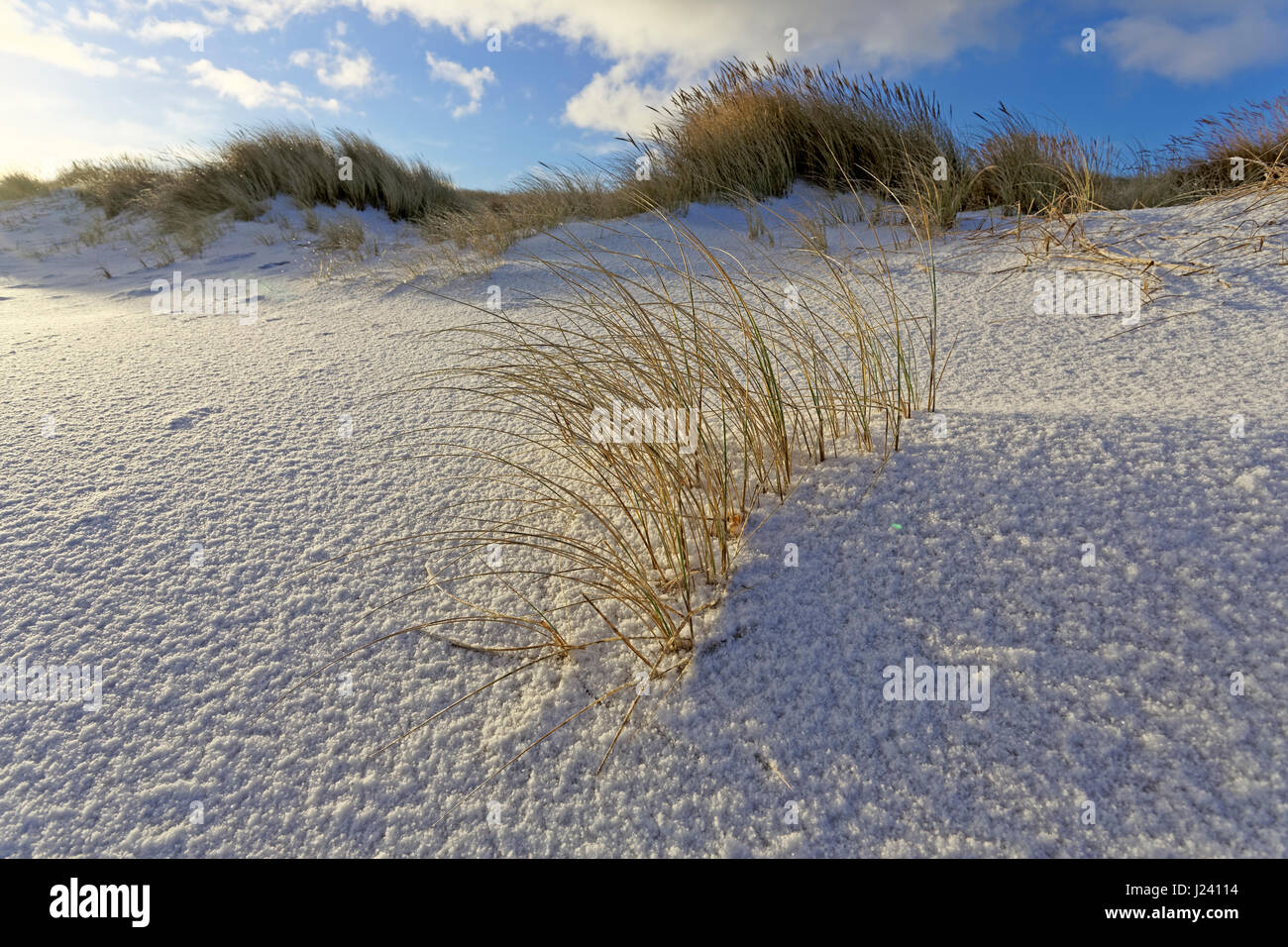 Weiße Dünen mit Strandhafer und Schnee (Ammophila Arenaria) am westlichen Strand von Sylt, Schleswig-Holstein, Deutschland Stockfoto