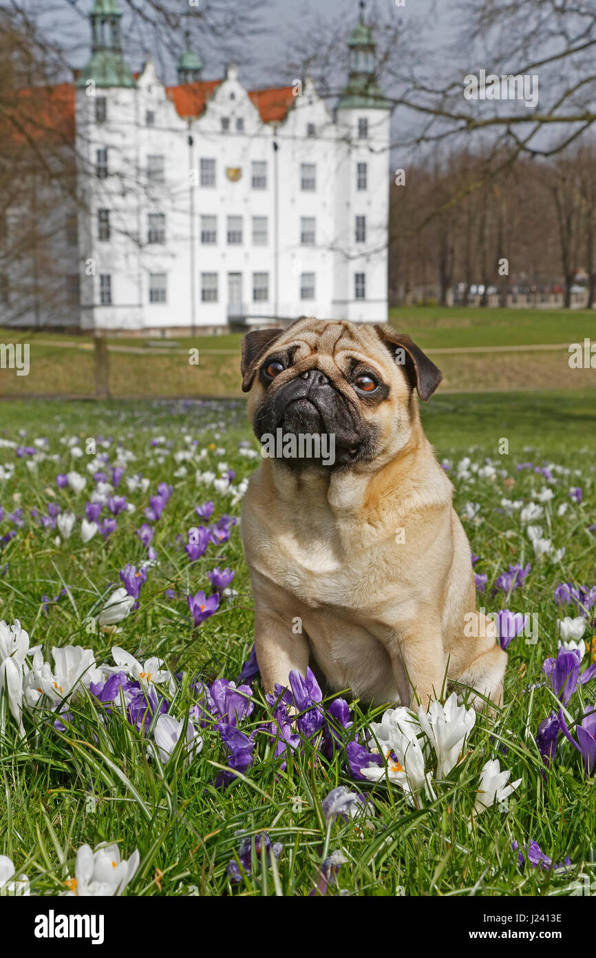 Mops Hund sitzt auf einer Wiese mit Krokus, Schleswig Holstein, Deutschland, Europa Stockfoto