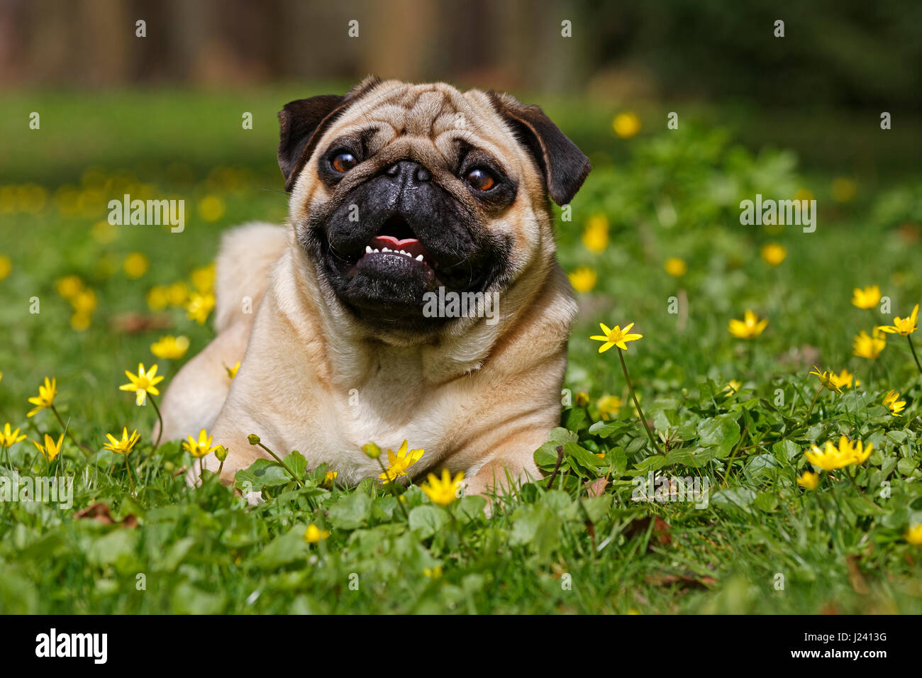 Mops Hund liegend auf einer Wiese, Schleswig Holstein, Deutschland, Europa Stockfoto