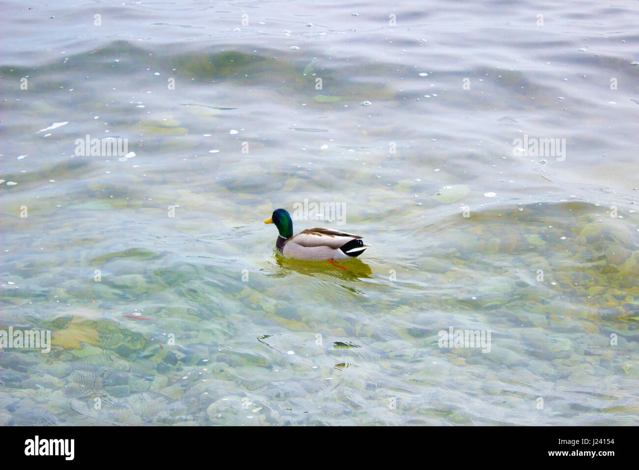 Enten schwimmen in einem See im Frühling Stockfoto