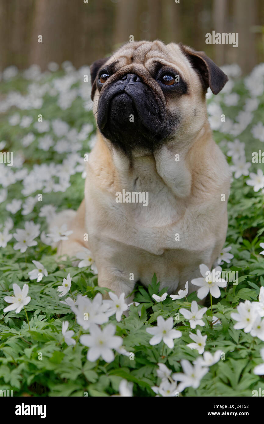 Mops Hund sitzt auf einer Wiese mit Holz Anemonen, Schleswig-Holstein, Deutschland, Europa Stockfoto