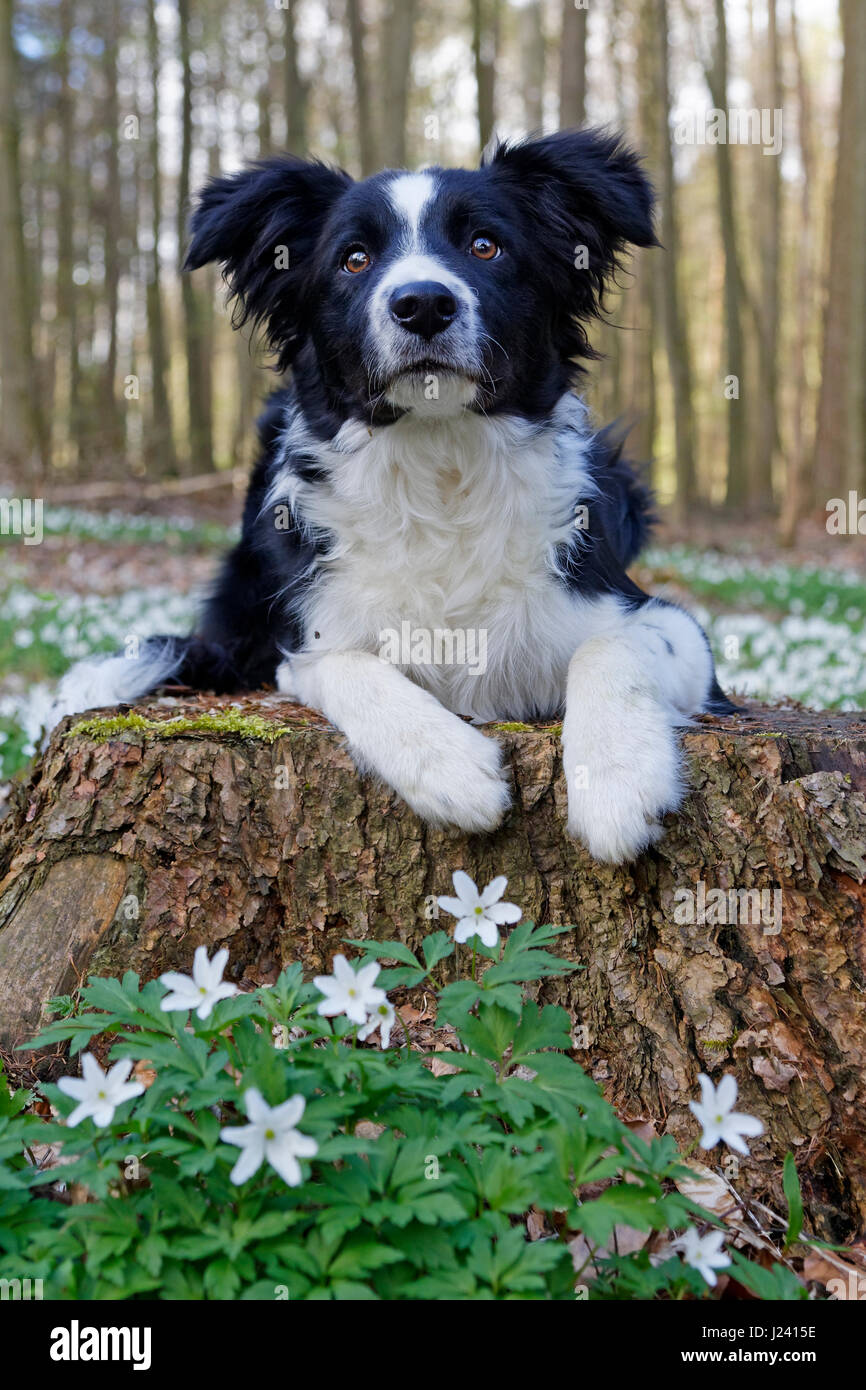 Border-Collie sitzend in einem Wald, Schleswig Holstein, Deutschland, Europa Stockfoto