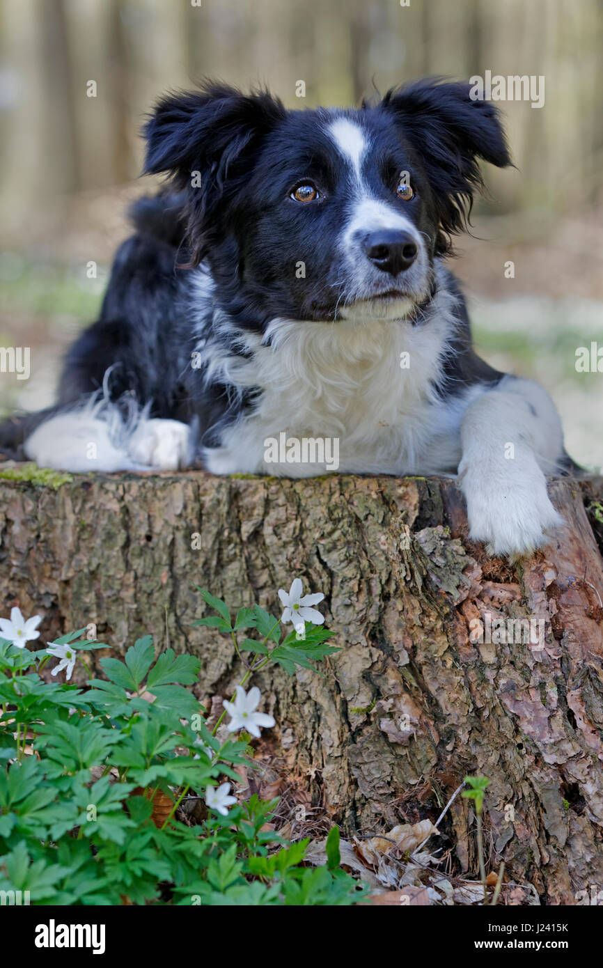 Border-Collie sitzend in einem Wald, Schleswig Holstein, Deutschland, Europa Stockfoto
