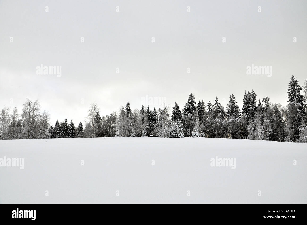 Schneebedeckte Lichtung am Rande des Waldes. Stockfoto