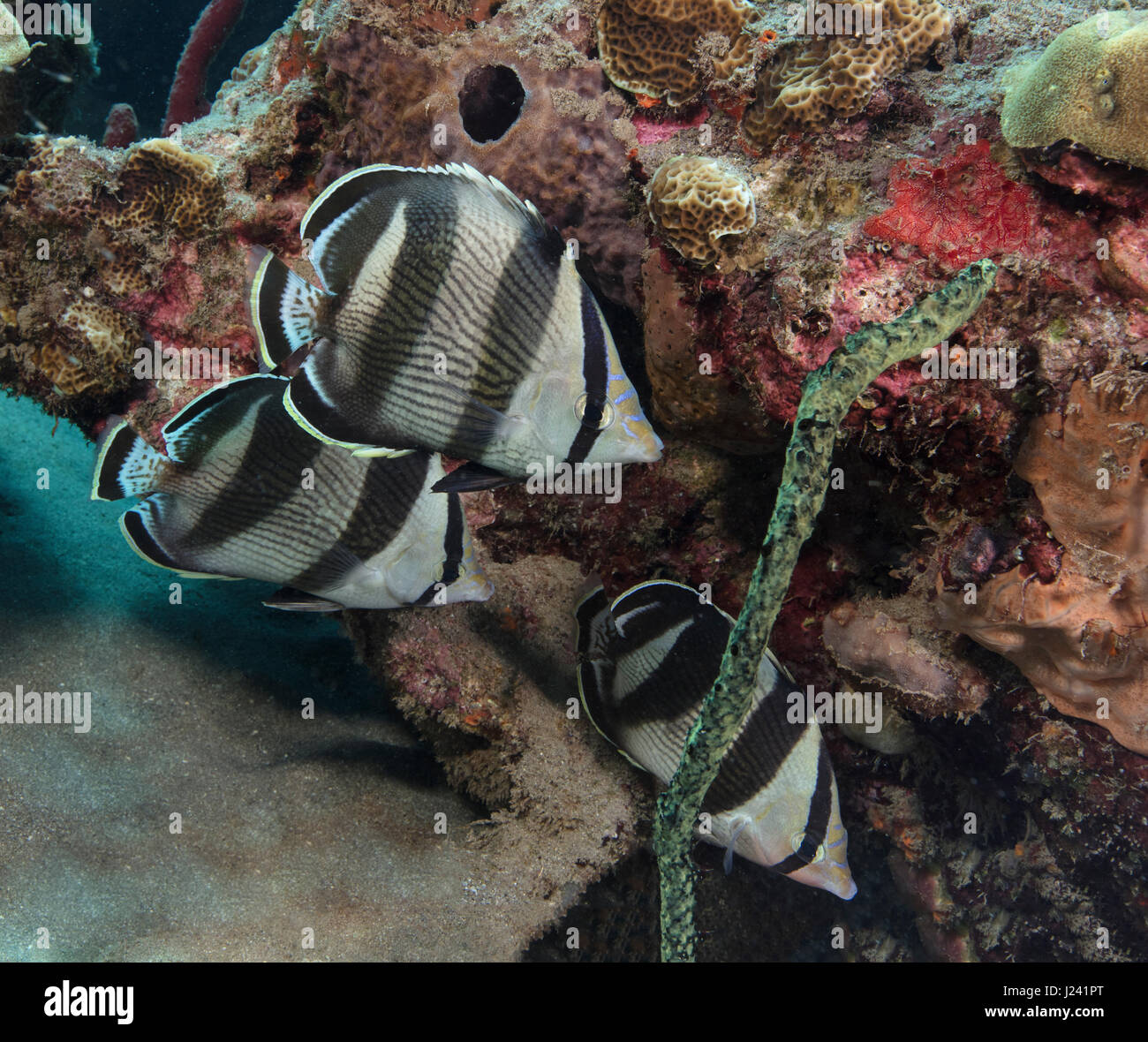 Trio von Banded butterflyfish Stockfoto
