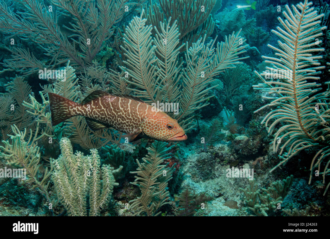 Tiger Zackenbarsch auf Korallenriff Stockfoto