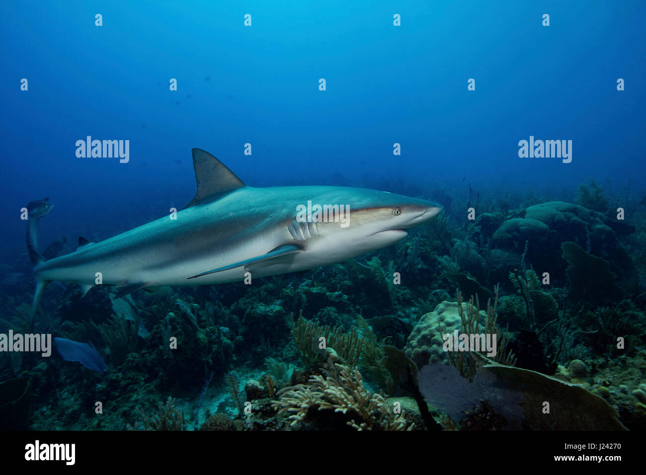 Karibische Riffhaie. Stockfoto