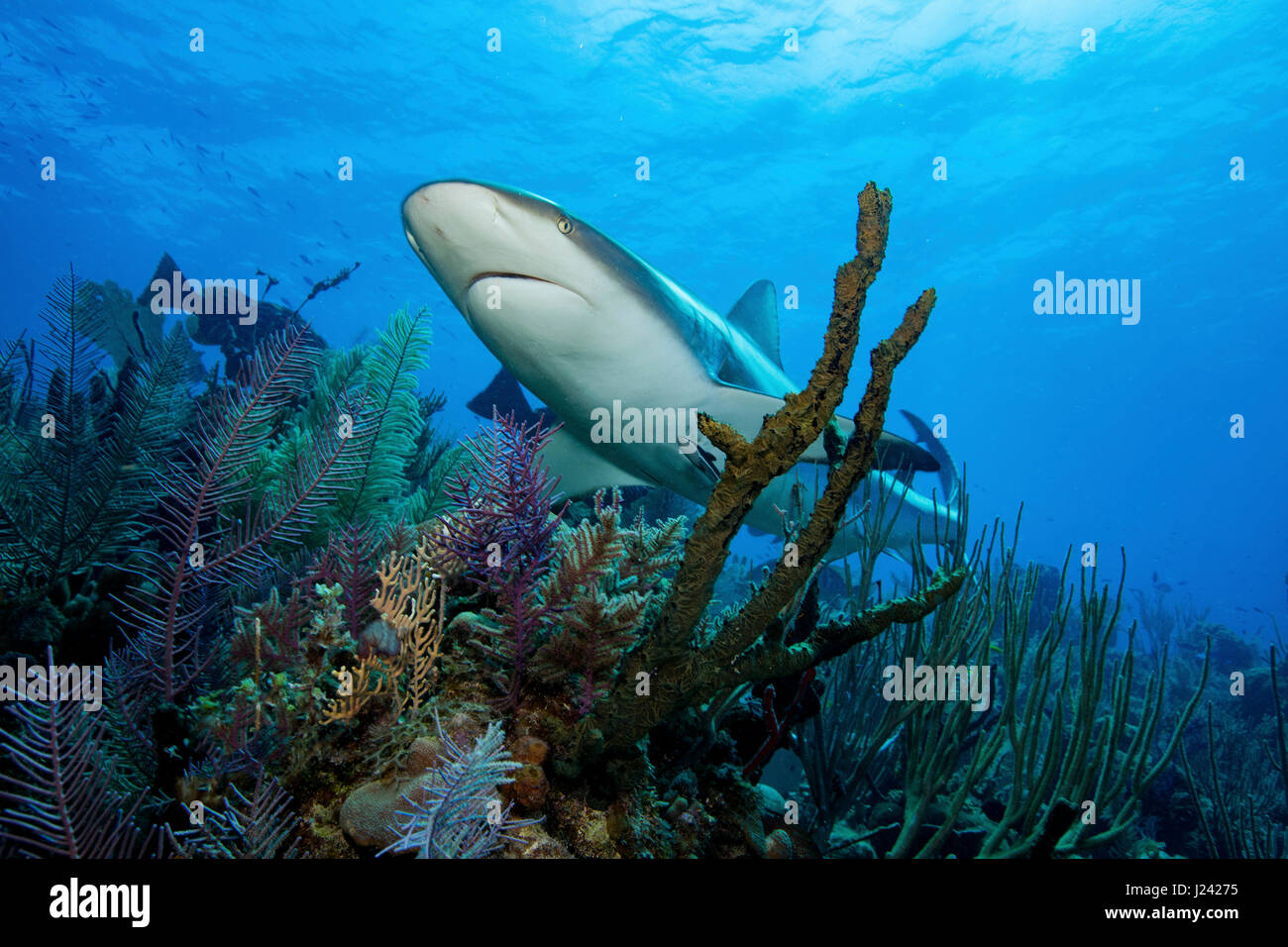 Karibische Riffhaie. Stockfoto