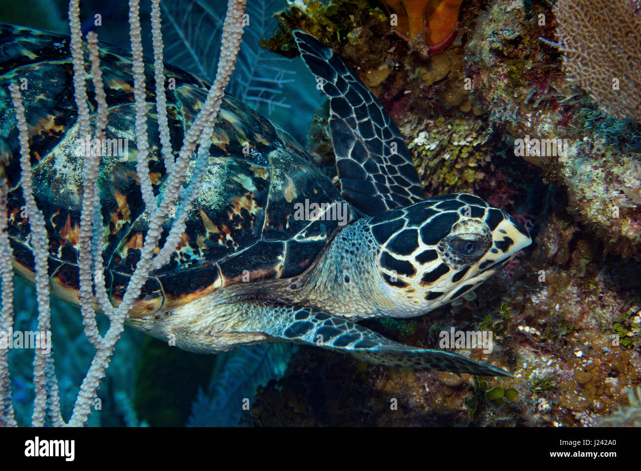 Echte Karettschildkröte, Cayman-Inseln Stockfoto